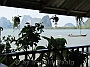 Thai_102